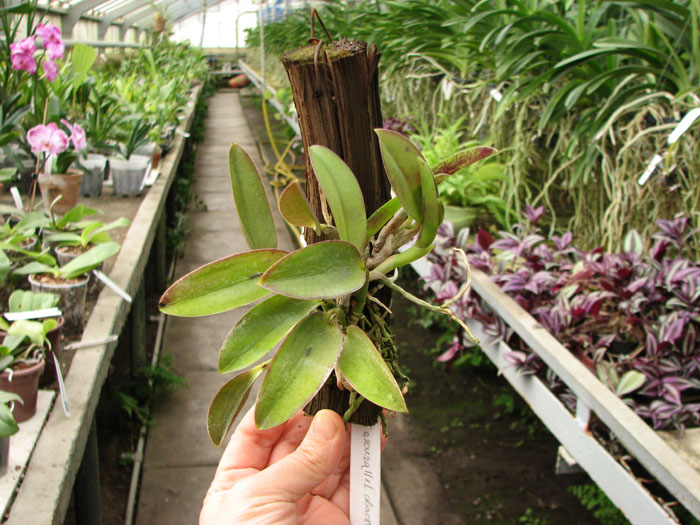 Laelia alaori escura II x Laelia alaori escura I.jpg