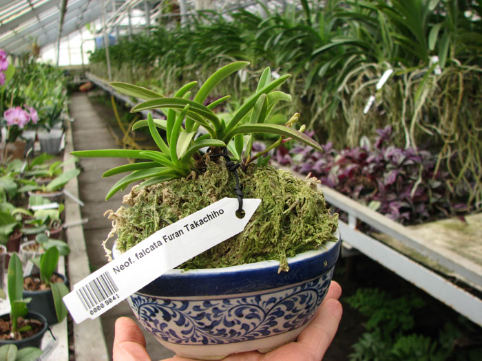 Neofinetia falcata Furan Takachiho.jpg