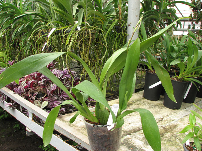 Oncidium Ron's Rippling Delight 'Pacific Parfait'.jpg