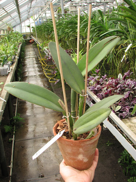 Cattleya maxima.jpg