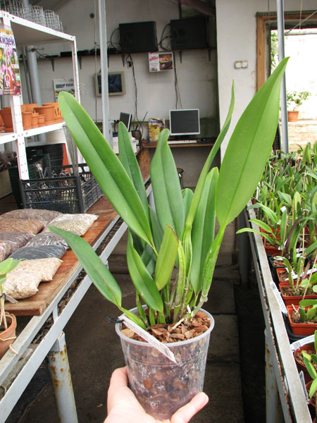 Laeliocattleya Canhamiana coerulea 'Azure Skies'.jpg