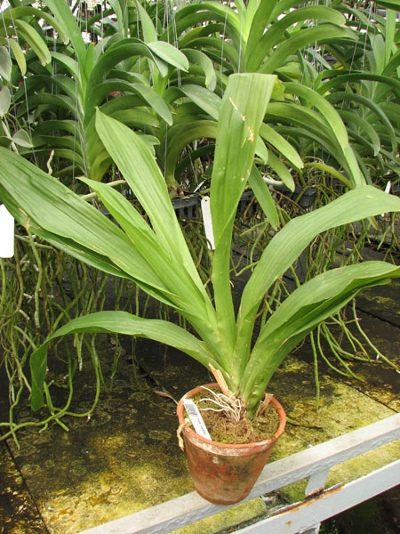 Huntleya wallisii.jpg