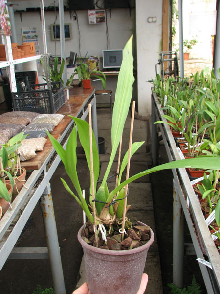 Zygopetalum Barbel Hohn.jpg