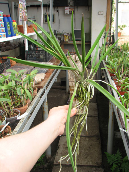 Brassavola nodosa.jpg