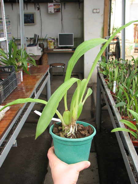 Zygopetalum Rhein Harlequin 'Cappuccino'.jpg