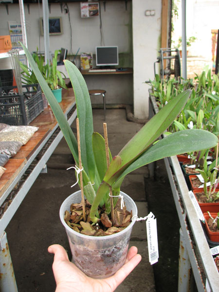 Cattleya jenmanii orlata 'Pacaraima' x SELF.jpg