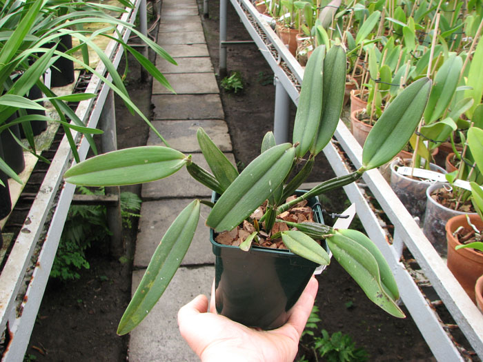 Cattleya luteola.jpg