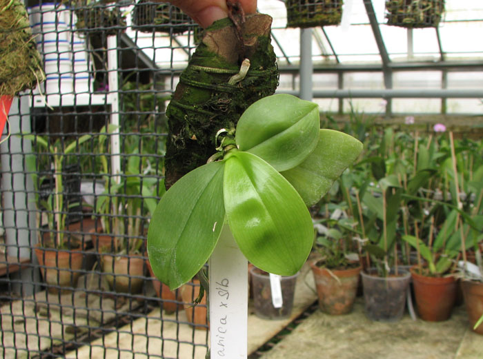 Phalaenopsis javanica.jpg