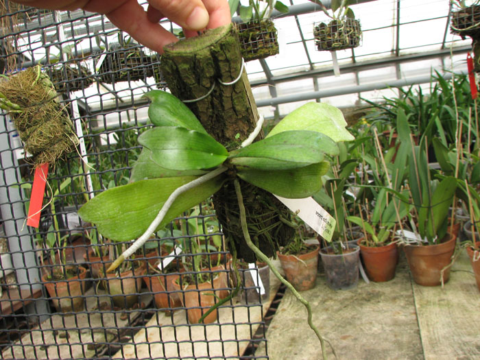 Aerangis biloba.jpg