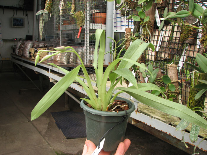 Miltoniopsis Breathless 'Florence'.jpg