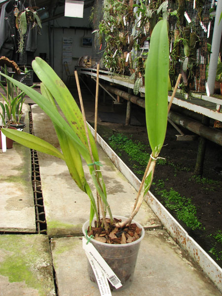 Laeliocattleya Canhamiana semi-alba.jpg