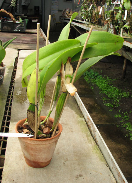 Cattleya schroederae.jpg