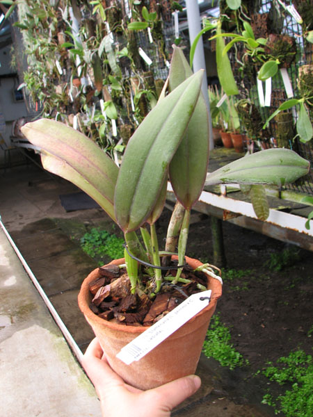 Laeliocattleya Statteriana (Laelia perrinii x Cattleya Labiata).jpg