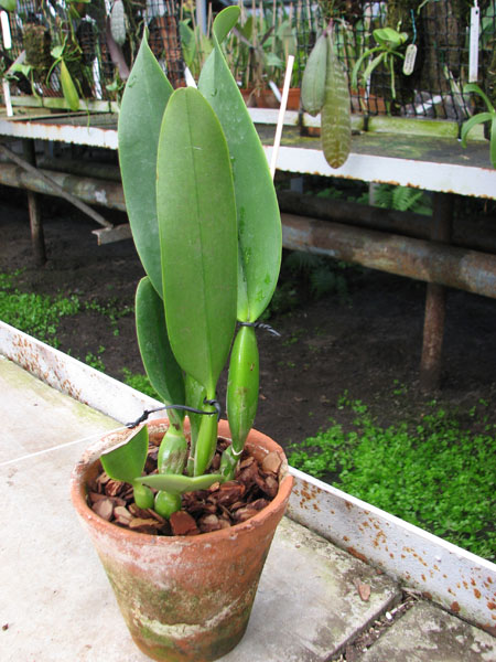 Laeliocattleya Antonetta Mahan 'S-10'.jpg