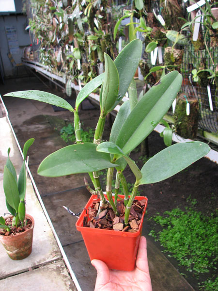 Cattleya Green Emerald 'Orchid Queen' (Cattleya Elizabeth Mahon x Cattleya Thospol Spot).jpg