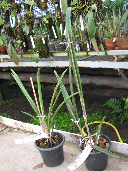 Brassavola tuberculata x Cattleya granulosa.jpg
