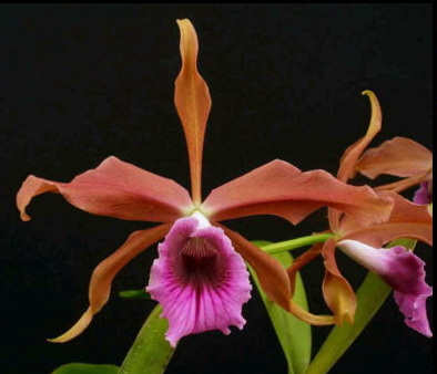 laelia tenebrosa.jpg