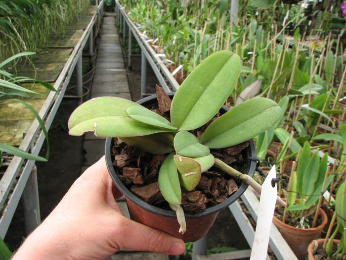 Doritaenopsis Lius Sakura.jpg