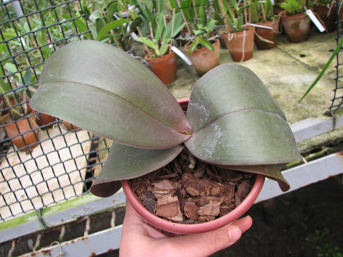 Phalaenopsis Penang x Phalaenopsis gigantea.jpg