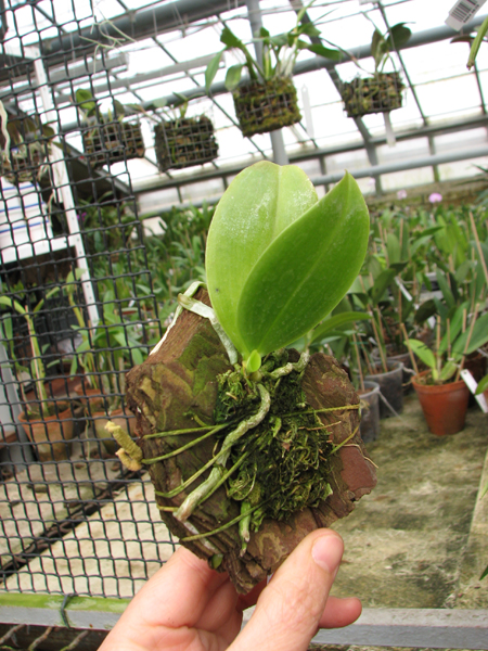 Phalaenopsis modesta.jpg