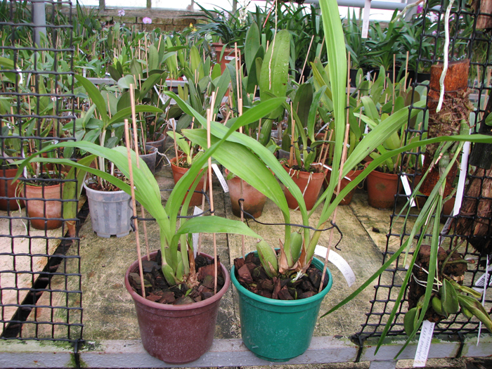 Zygopetalum Barbel Hohn.jpg