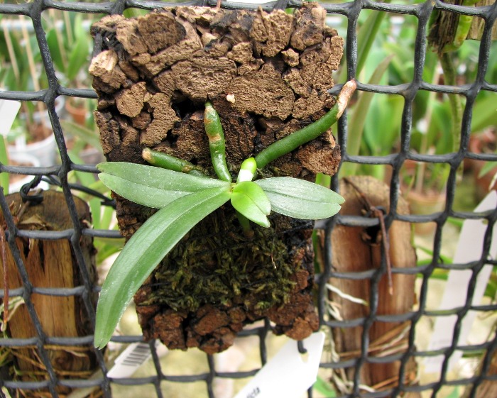 Aerangis rhodosticta.JPG