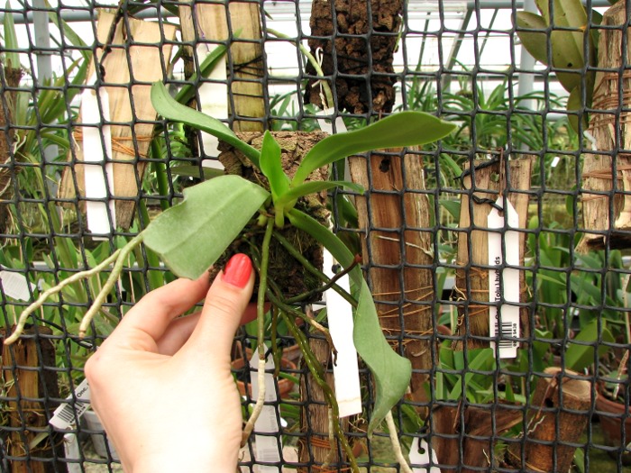 Aerangis articulata.JPG