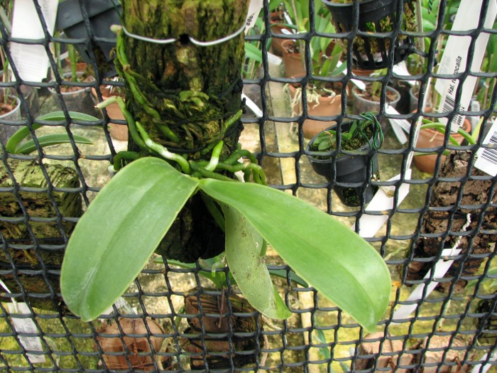 Phalaenopsis pulchra.JPG