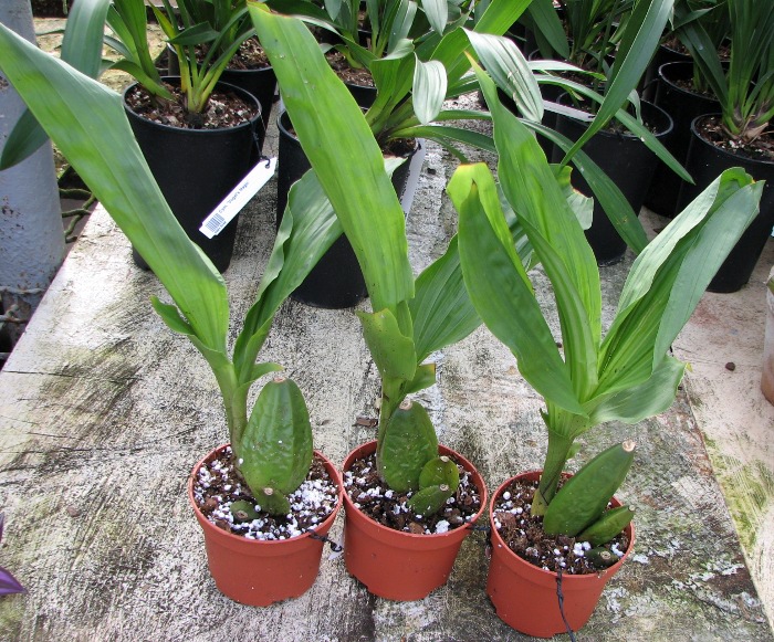Lycaste Fire Bird.JPG