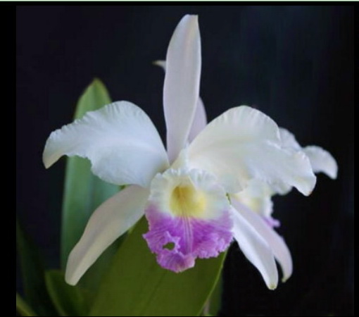 Cattleya mendelii semi-alba &quot;Carlos Arango&quot;