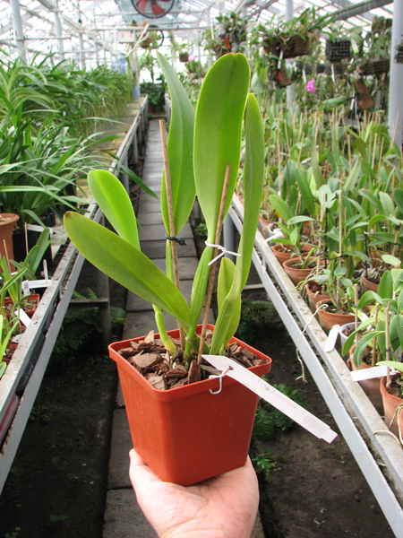 Cattleya dowiana x SELF.jpg