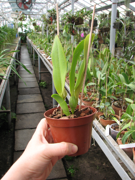 Cattleya dowiana rosea x self.jpg