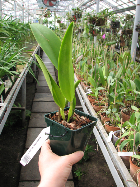 Cattleya rex var Moyobamba.jpg