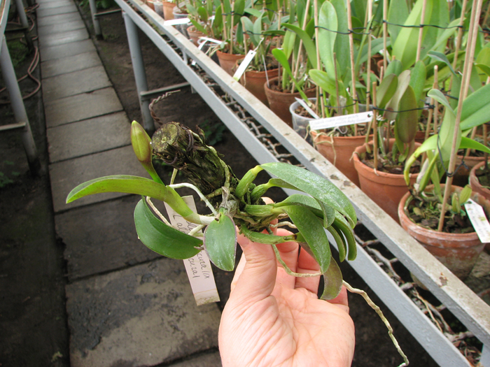 Laelia alaori escura II x Laelia alaori escura I.jpg