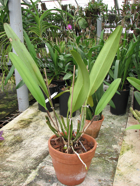 Brassolaeliocattleya Goldenzelle 'Saddle Peak'.jpg