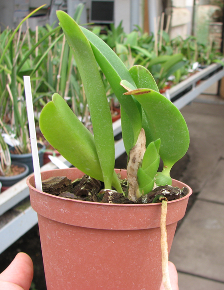 Laelia alaori x praestans.jpg