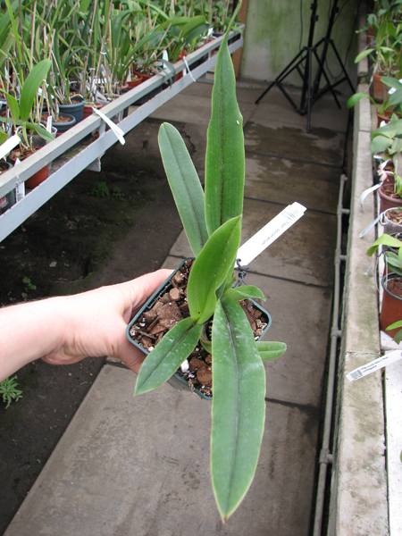 Paphiopedilum spicerianum.jpg