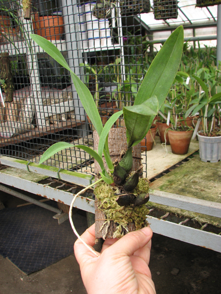 Prosthechea vitellina.jpg