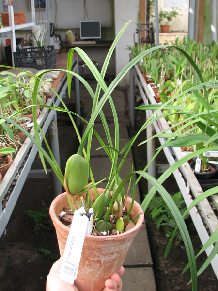 Maxillaria tenuifolia.jpg