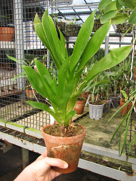 Huntleya wallisii.jpg
