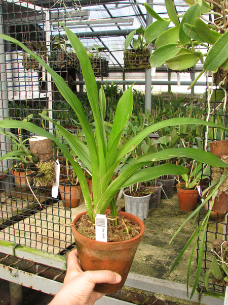 Huntleya burtii.jpg