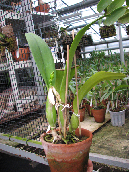 Laeliocattleya Shirayukihime 'M' (Tokyo Magic x Mildred Rives).jpg