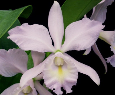 cattleya sea breeze.jpg