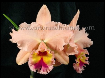 Blc Emily Simmons Mendenhall x Blc George King Serendipity.jpg