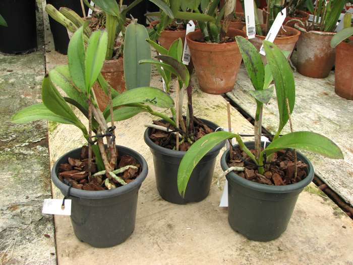 Cattleya Jungle Eyes 'ORCHIS'.jpg