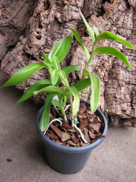 Epidendrum Mauve.JPG