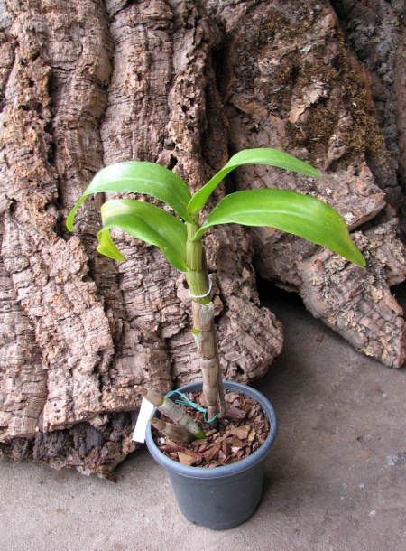 Dendrobium formosum.JPG
