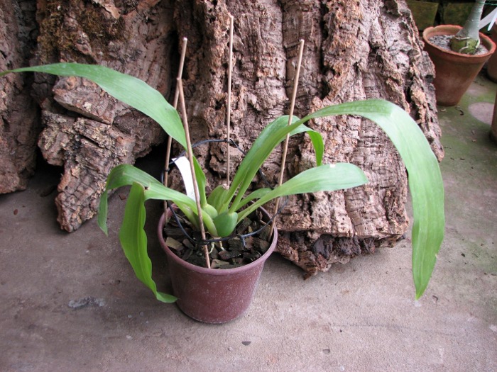 Zygopetalum 'Rhein Moonlight'.JPG