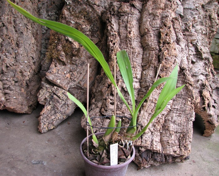 Zygopetalum Barbel Hohn.JPG