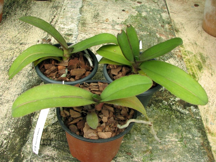 Doritaenopsis Lius Sakura.JPG